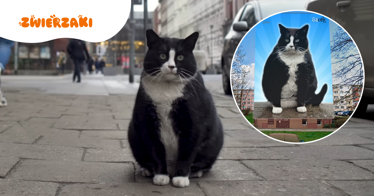 Kot Gacek wraca do miasta. W Szczecinie powstaje gigantyczny mural ze słynnym kotem