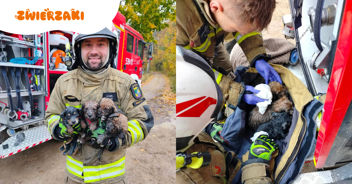 Cztery szczeniaki znalezione w pogorzelisku. Strażacy przekazali radosną wiadomość