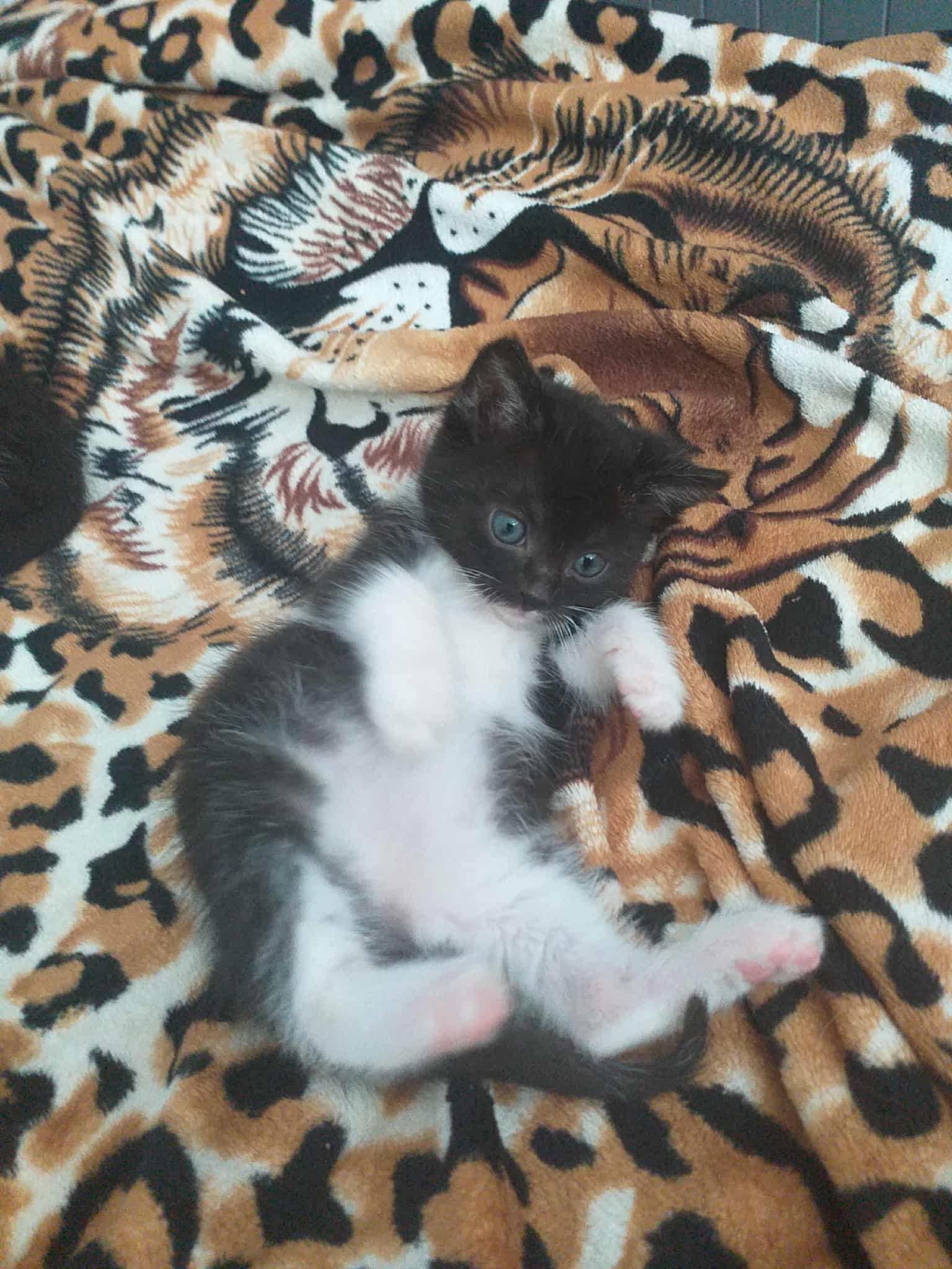 kociaki bez mamy adopcja razem