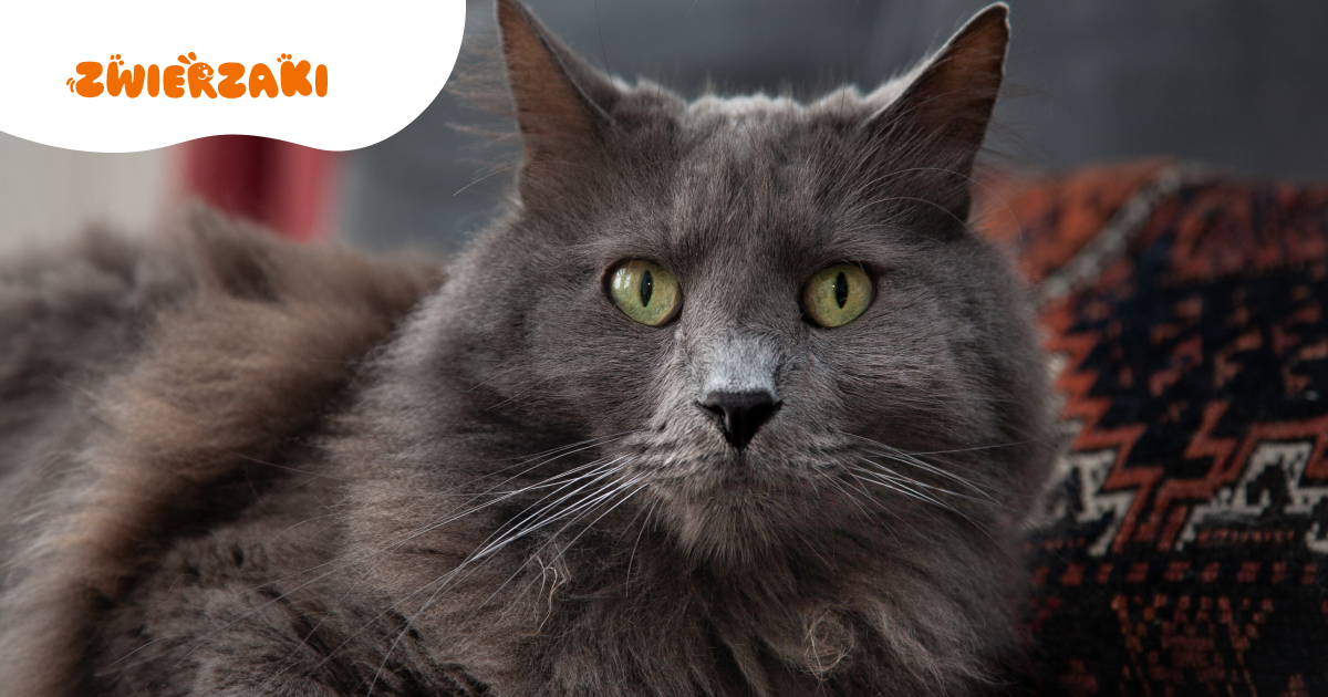 Nebelung: tajemniczy kot o jedwabistej sierści. Co wyróżnia tę rasę?