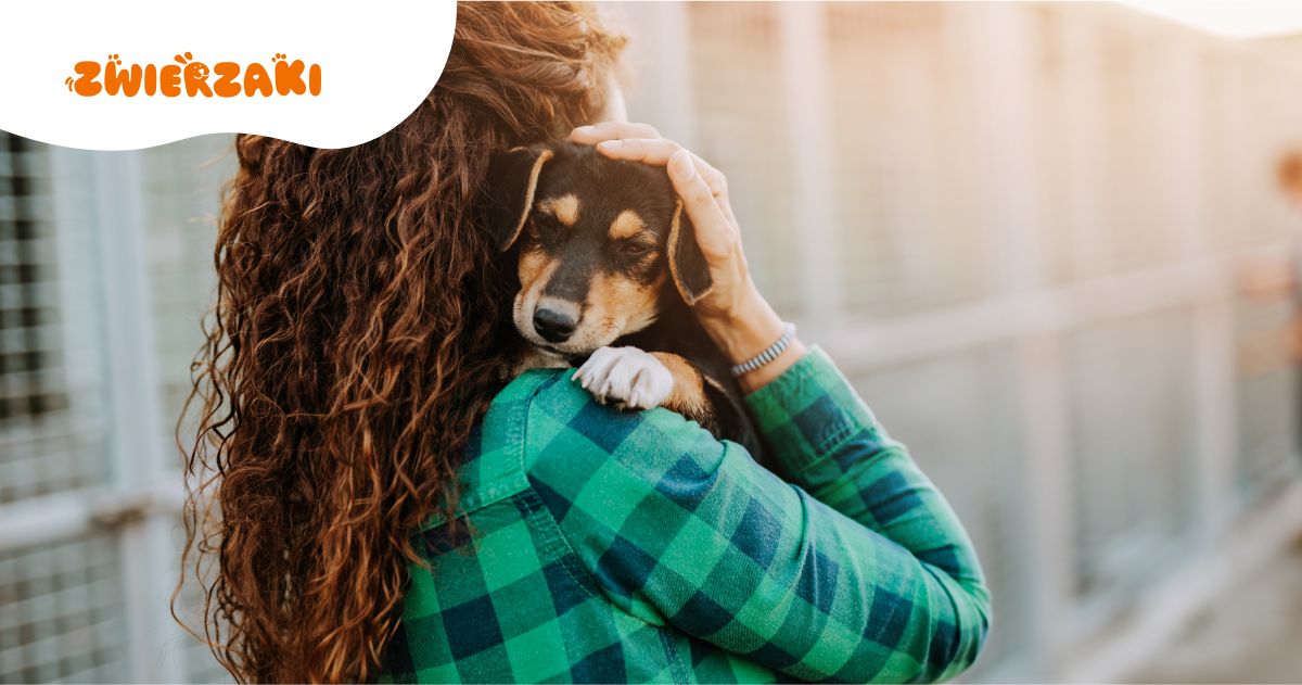 Kroki do zaufania: socjalizacja po adopcji krok po kroku