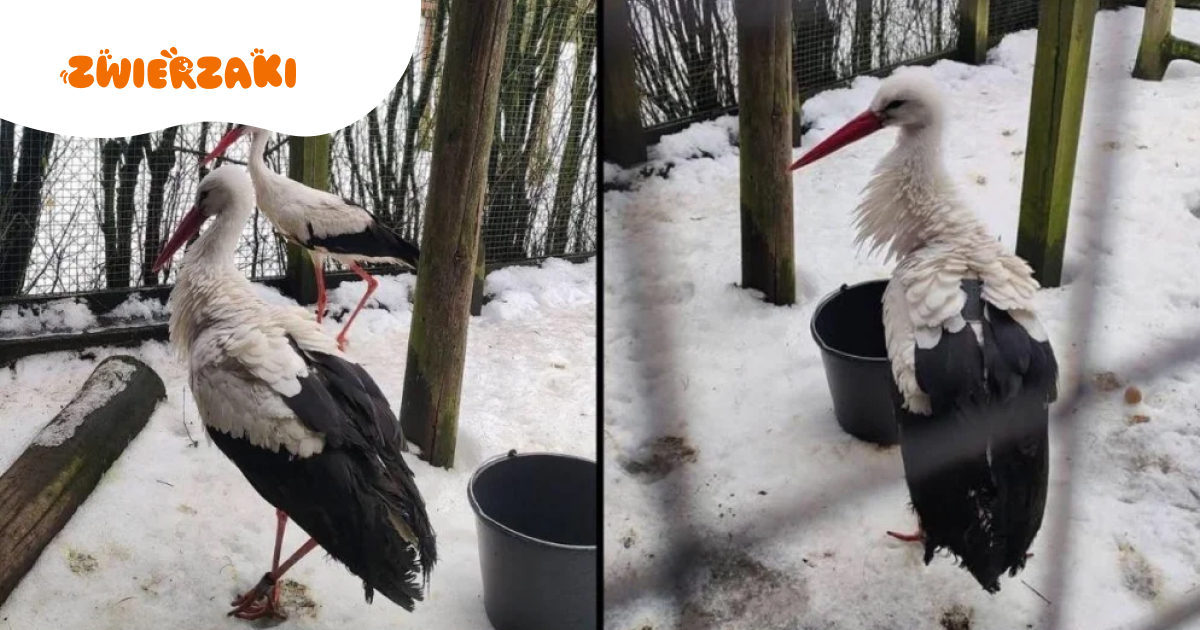 Bocian Krutek i jego najtrudniejszy powrót: historia, która chwyta za serce