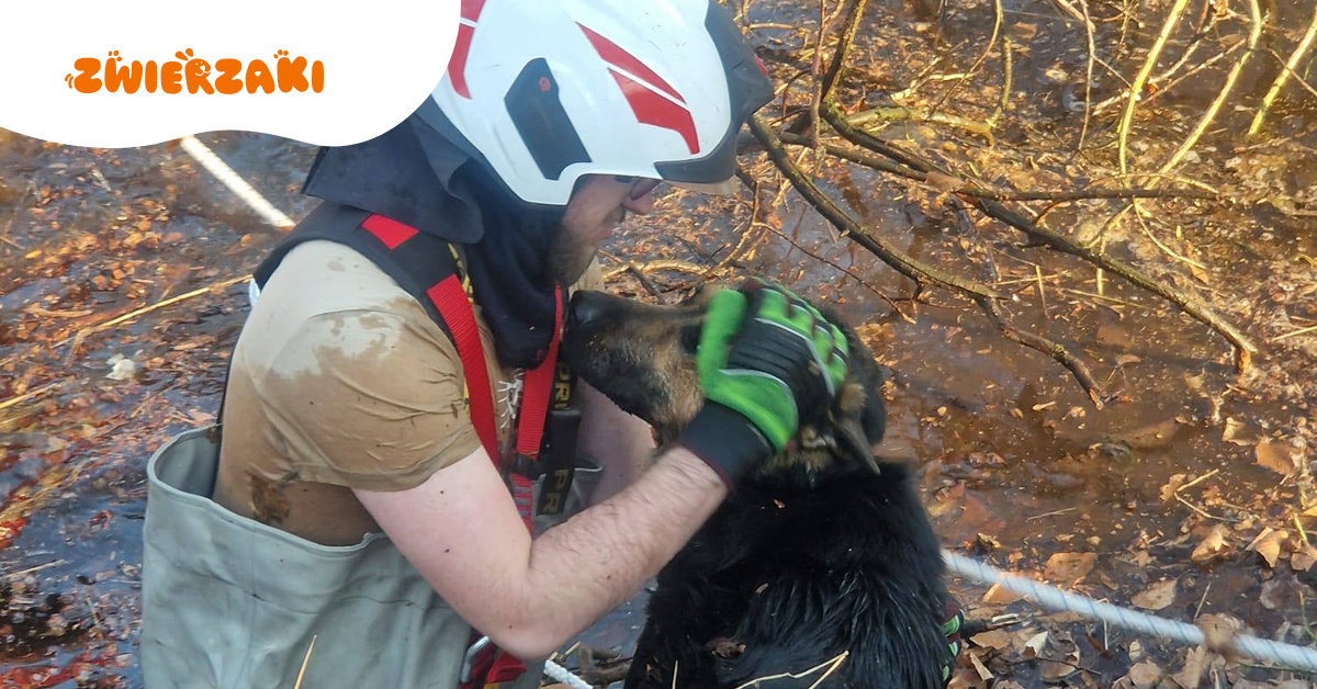 Psy uwięzione w bagnie. Dramatyczna akcja strażaków pod Rogowem