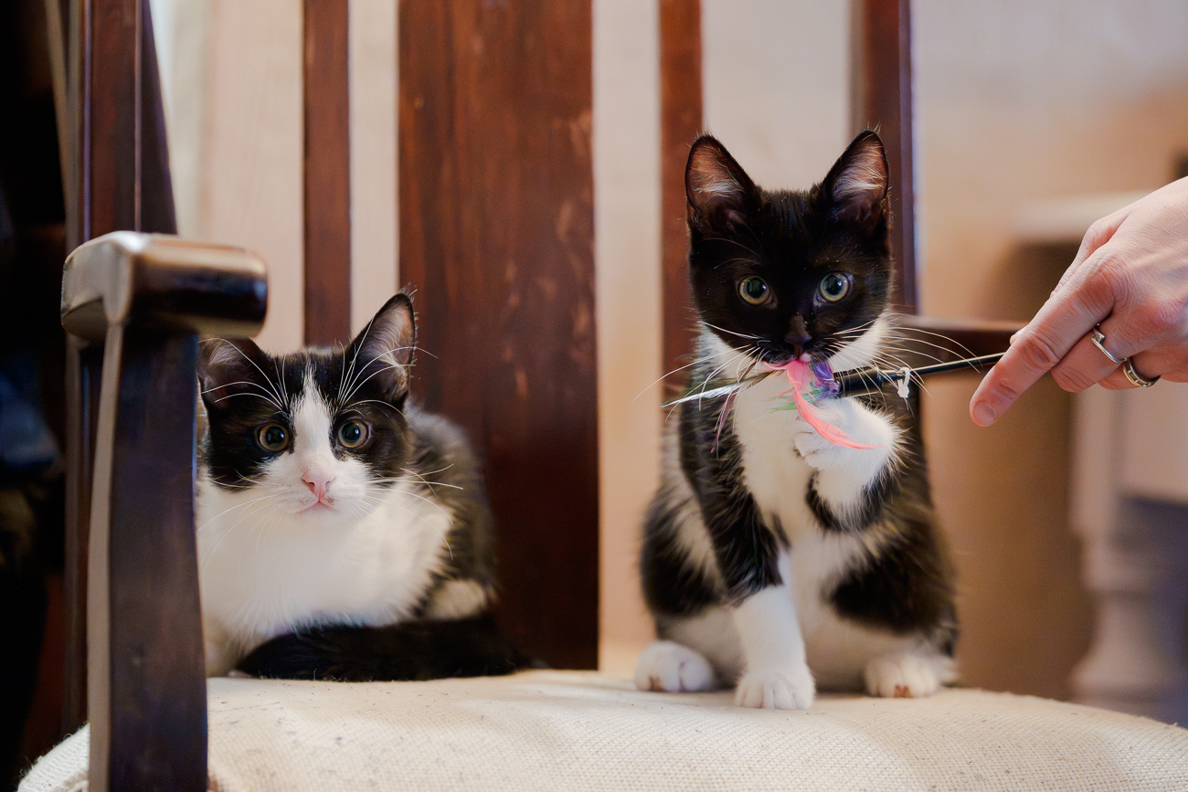 Kociaki Bonisia i Benio razem