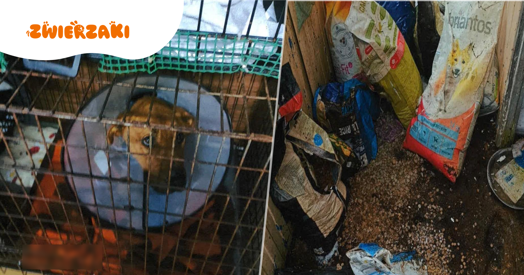 Dramat w nielegalnym azylu. Tutaj trafiły psy „uratowane” z Sobolewa