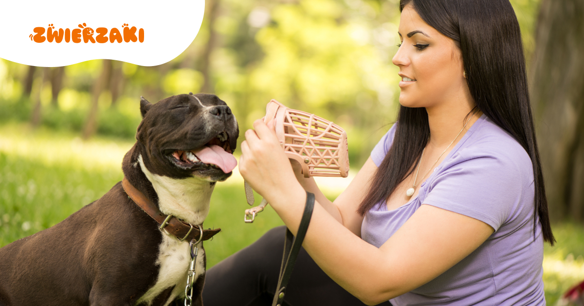 Kiedy pies potrzebuje kagańca? Poznaj zasady bezpieczeństwa podczas spacerów