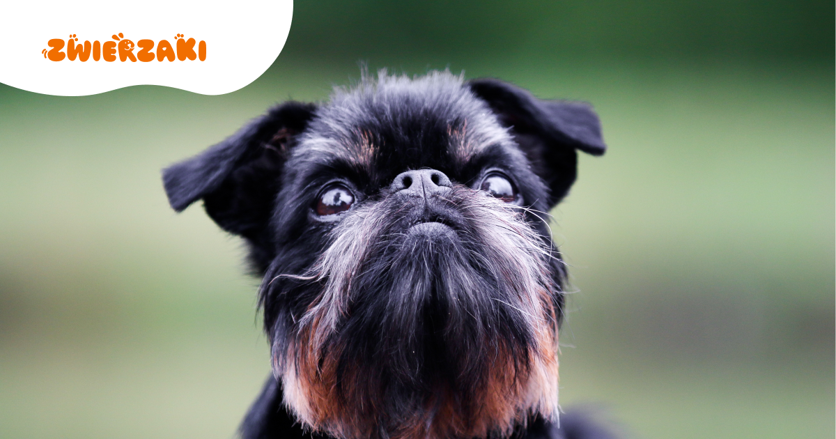 Griffon brukselski: mały pies z dużą osobowością