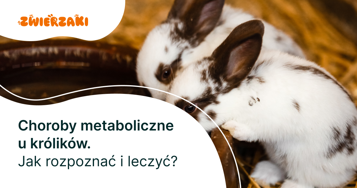 Choroby metaboliczne u królików. Jak rozpoznać i leczyć?