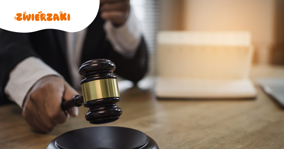 Rok więzienia za śmierć psa w rozgrzanym aucie. W Kaliszu zapadł wyrok