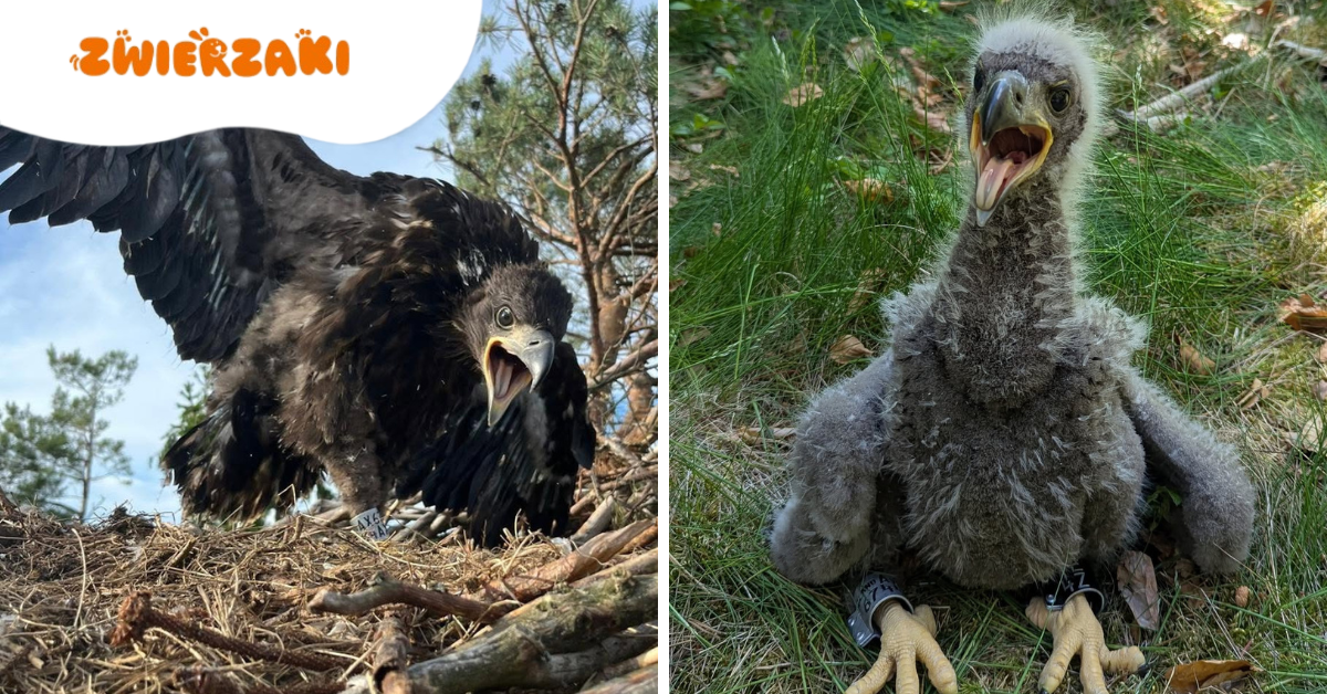 Bielik JEDYNAK uratowany – wrócił bezpiecznie do gniazda!