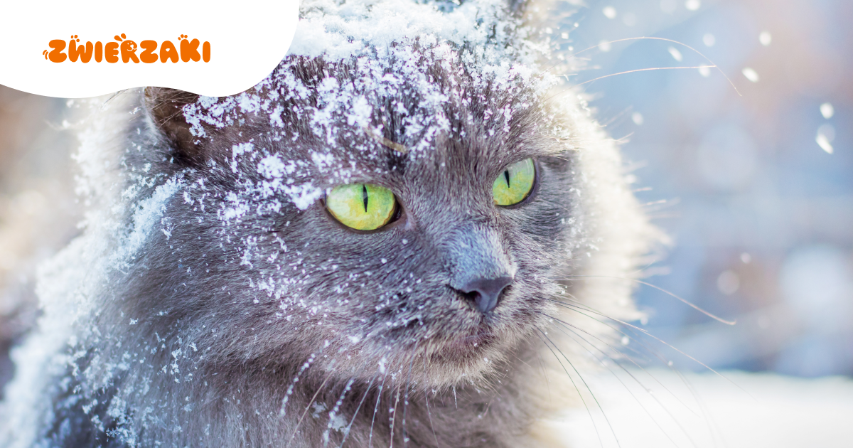 Mróz a wąsy czuciowe: co dzieje się z kocimi wibrysami przy niskich temperaturach?